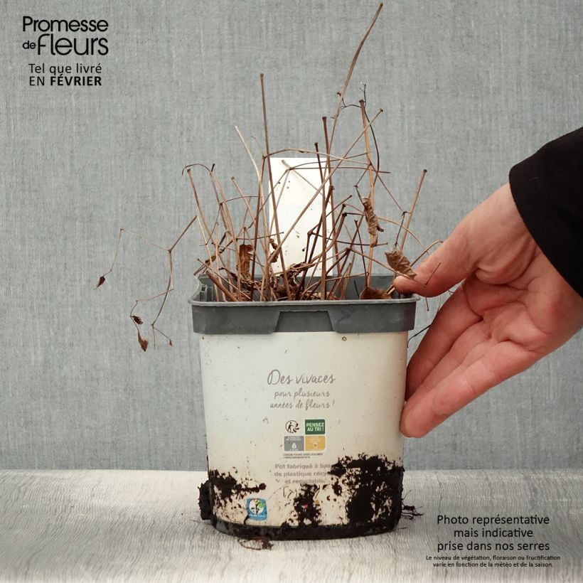 Astilbe japonica Deutschland Vaso da 2L/3L esemplare consegnato in inverno