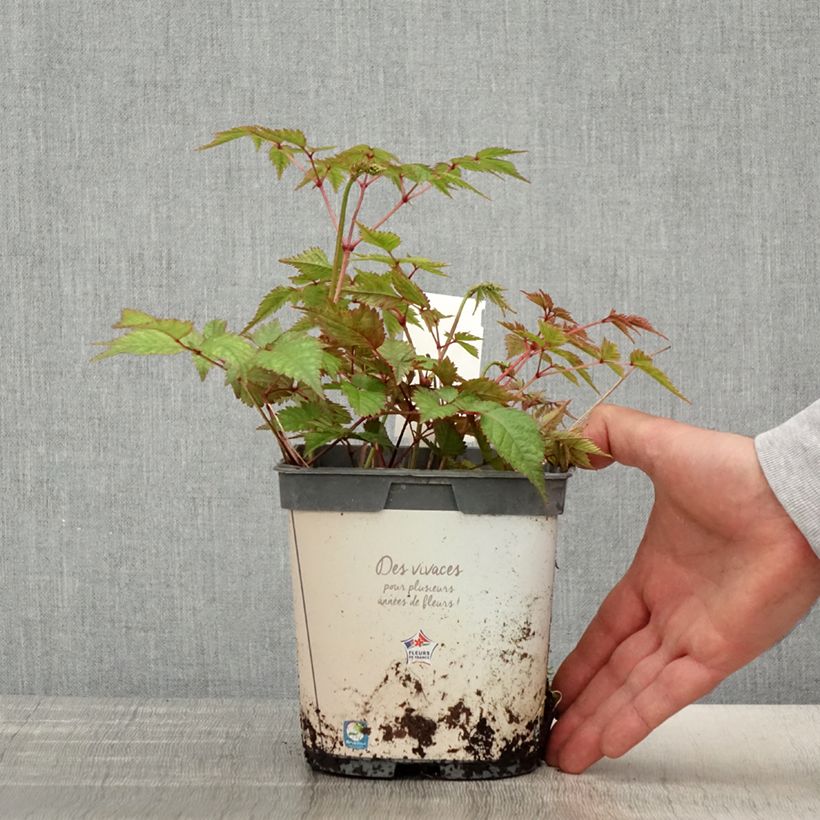 Astilbe japonica Deutschland Vaso da 2L/3L esemplare consegnato in primavera