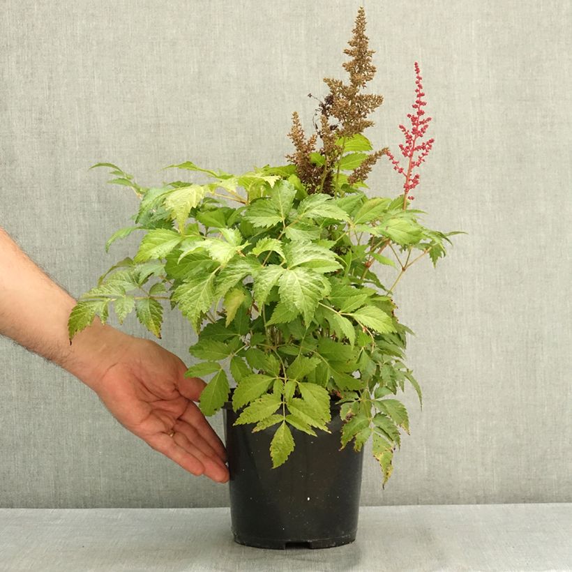 Esemplare di Astilbe japonica Montgomery Pot de 2L/3L consegnato in estate