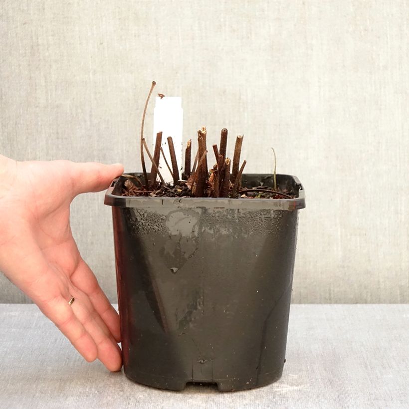 Astilbe japonica Montgomery Vaso da 2L/3L esemplare consegnato in inverno