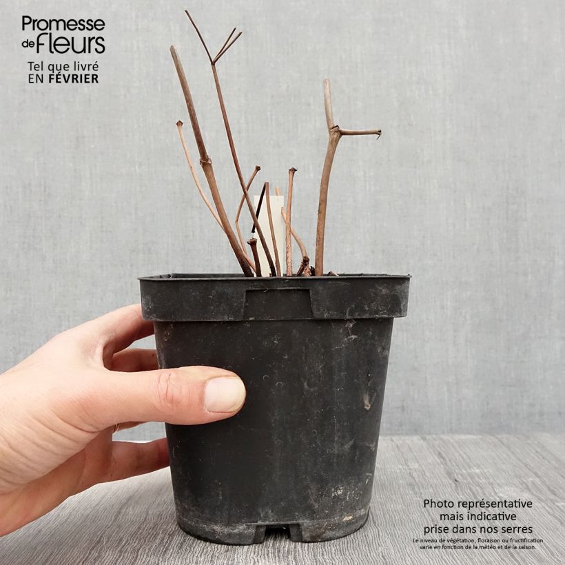 Astilbe japonica Peach Blossom Vaso da 1,5L/2L esemplare consegnato in inverno