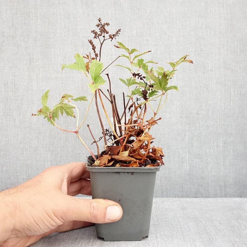 Esemplare di Astilbe japonica Vesuvius Vasetto da 8/9 cm come consegnato in autunno