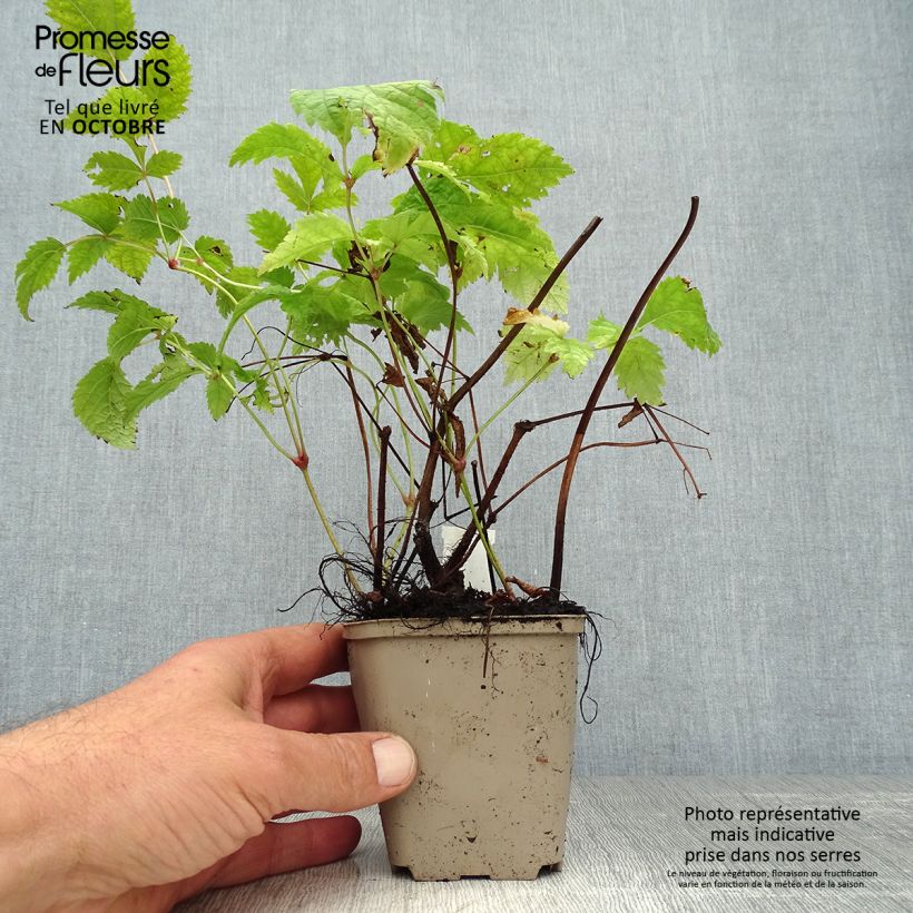 Esemplare di Astilbe thunbergii Professor van der Wielen Vasetto da 8/9 cm come consegnato in autunno