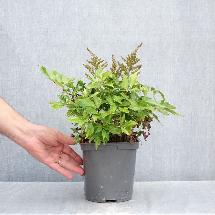 Esemplare di Astilbe simplicifolia Darwin's Snow Sprite Vaso da 2L/3L come consegnato in autunno