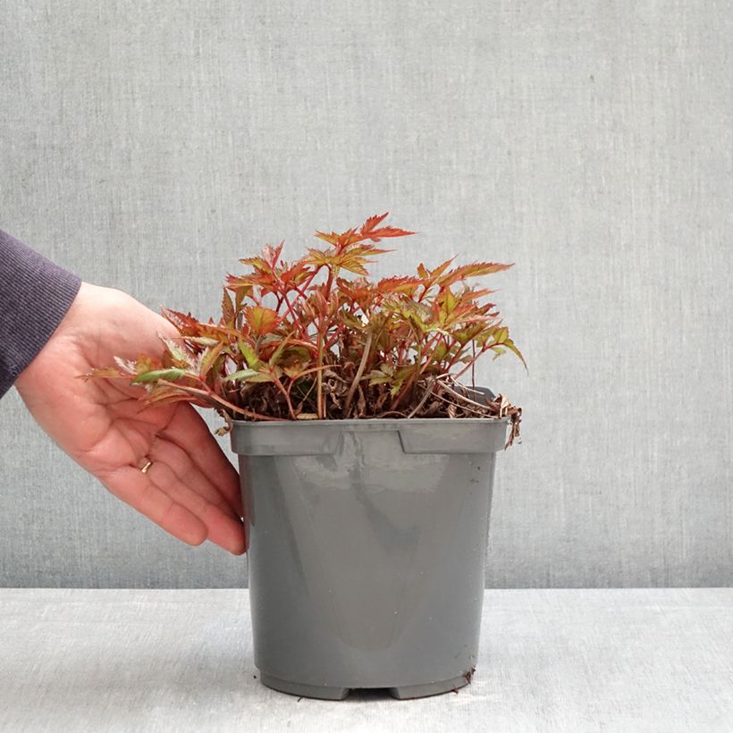 Astilbe simplicifolia Darwin's Snow Sprite Vaso da 2L/3L esemplare consegnato in primavera