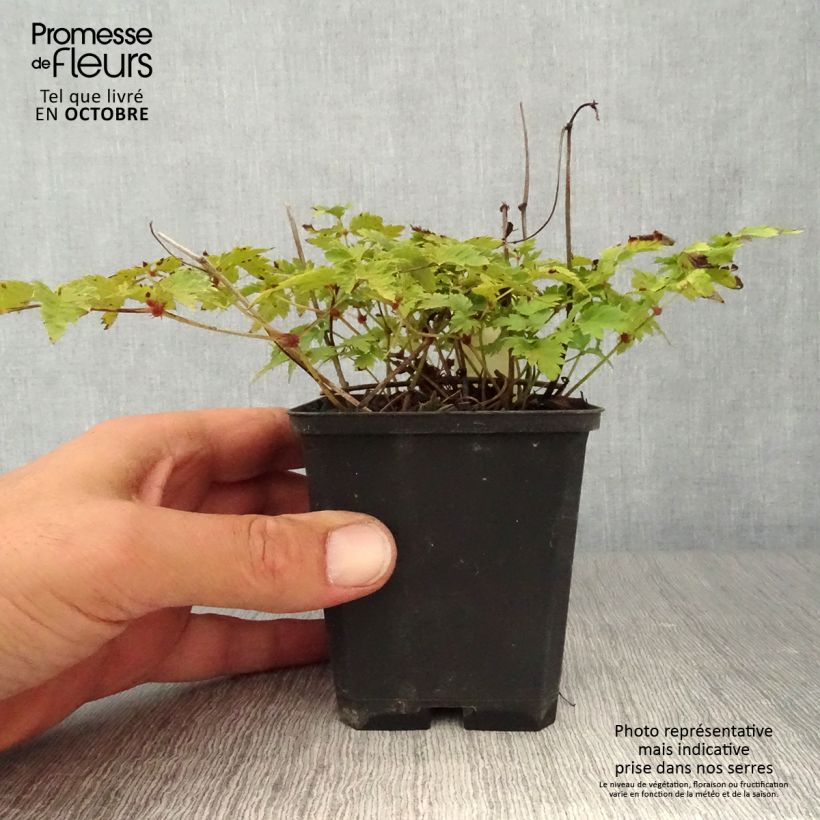 Esemplare di Astilbe simplicifolia Hennie Graafland Vasetto da 8/9 cm come consegnato in autunno