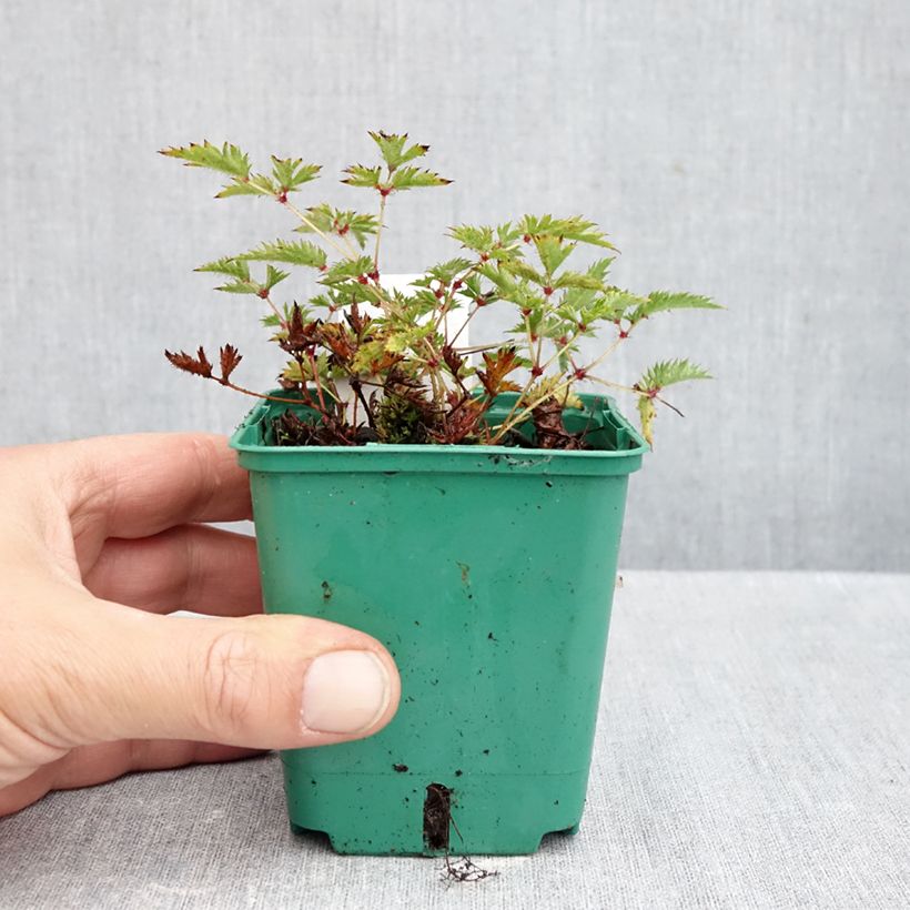 Esemplare di Astilbe simplicifolia Sprite Vasetto da 8/9 cm come consegnato in autunno