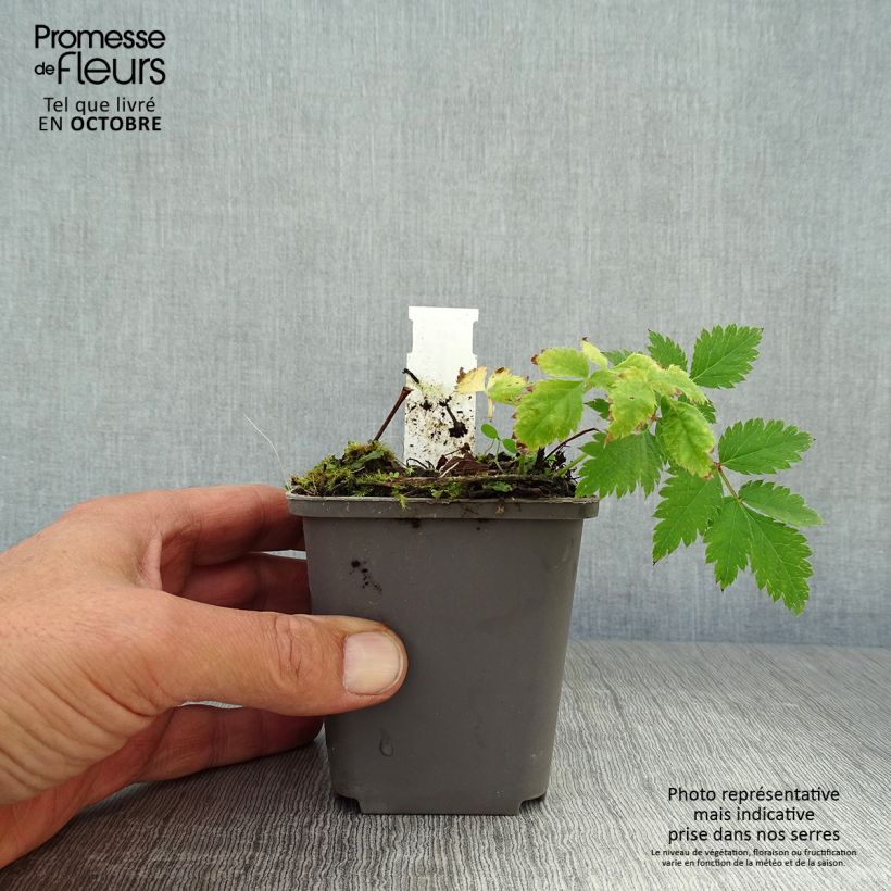 Esemplare di Astilbe chinensis Vision in Pink Vasetto da 8/9 cm come consegnato in autunno