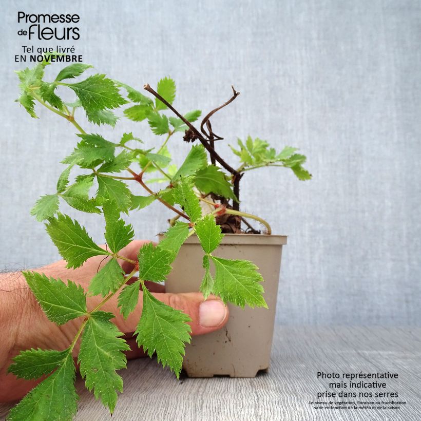 Esemplare di Astilbe chinensis Vision in Red Vasetto da 8/9 cm come consegnato in autunno