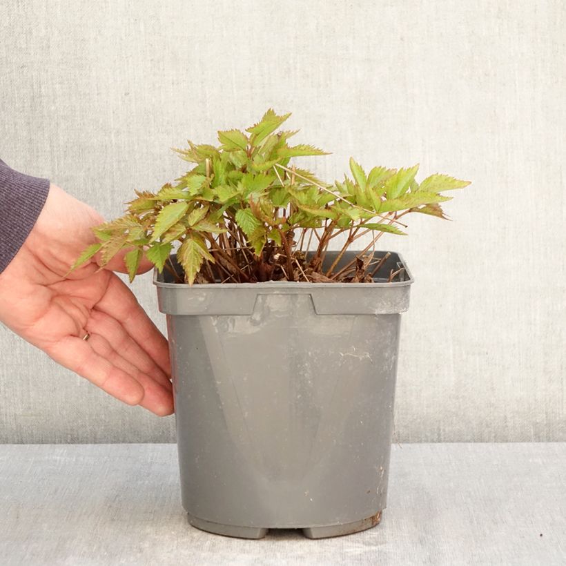 Astilbe Younique Ruby Red Vaso da 2L/3L esemplare consegnato in primavera