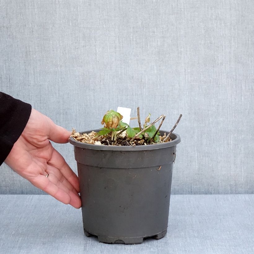 Astrantia major Alba Vaso da 2L/3L esemplare consegnato in primavera