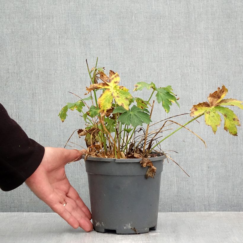 Esemplare di Astrantia major Alba Vaso da 2L/3L come consegnato in autunno