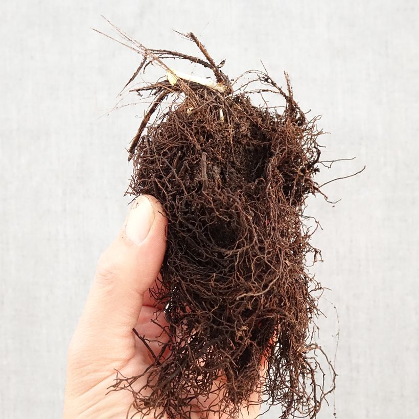 Astrantia major Alba Piante piccole a radice nuda esemplare consegnato in inverno