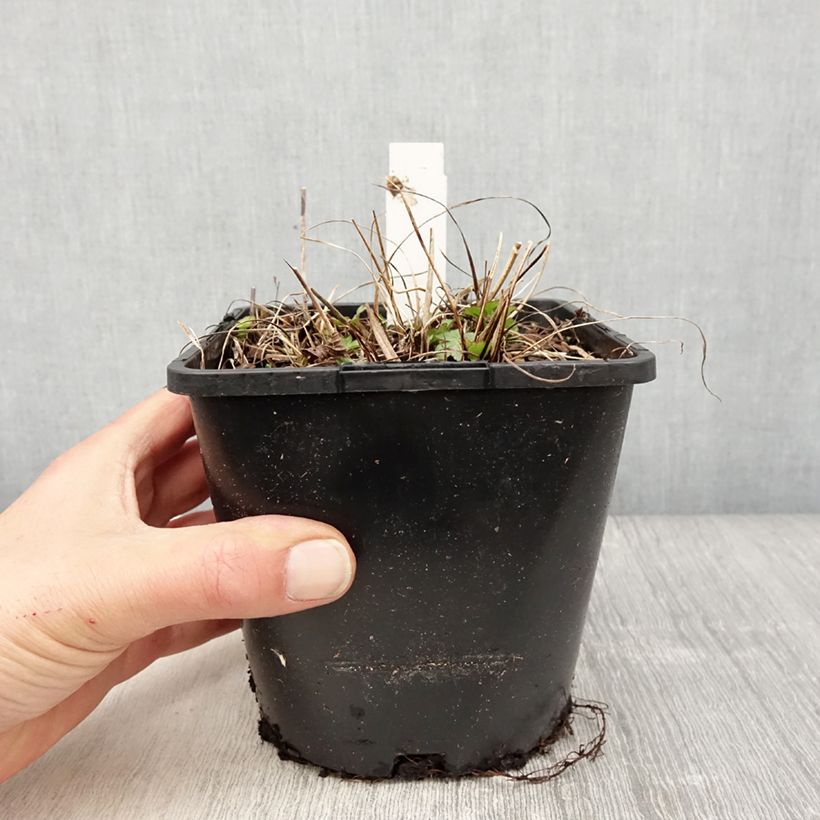 Astrantia major Buckland Vaso da 2L/3L esemplare consegnato in primavera