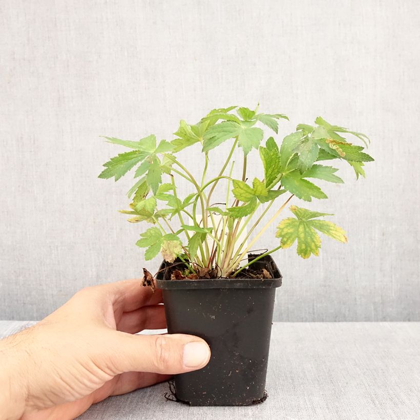 Esemplare di Astrantia major Florence Vasetto da 8/9 cm come consegnato in autunno