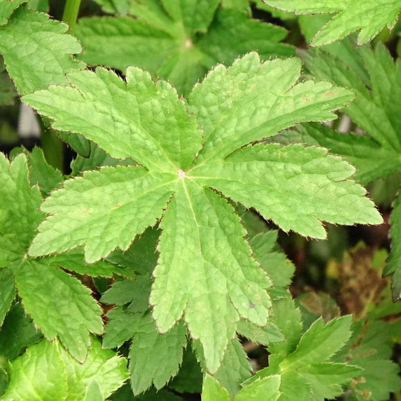 Astrantia major Primadonna (Fogliame)
