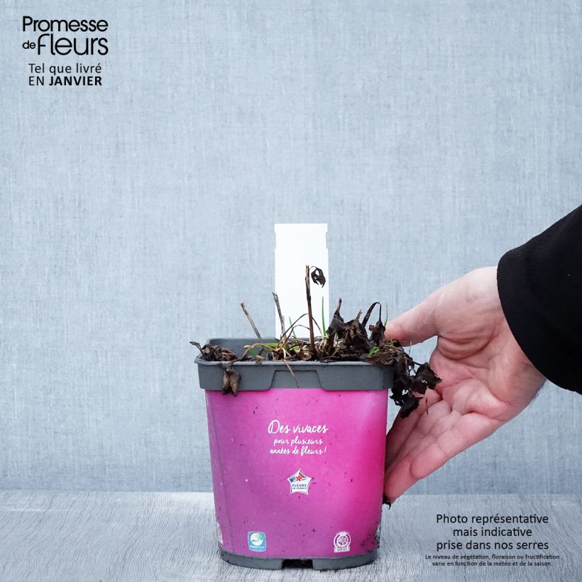 Astrantia major Roma Vaso da 2L/3L esemplare consegnato in inverno