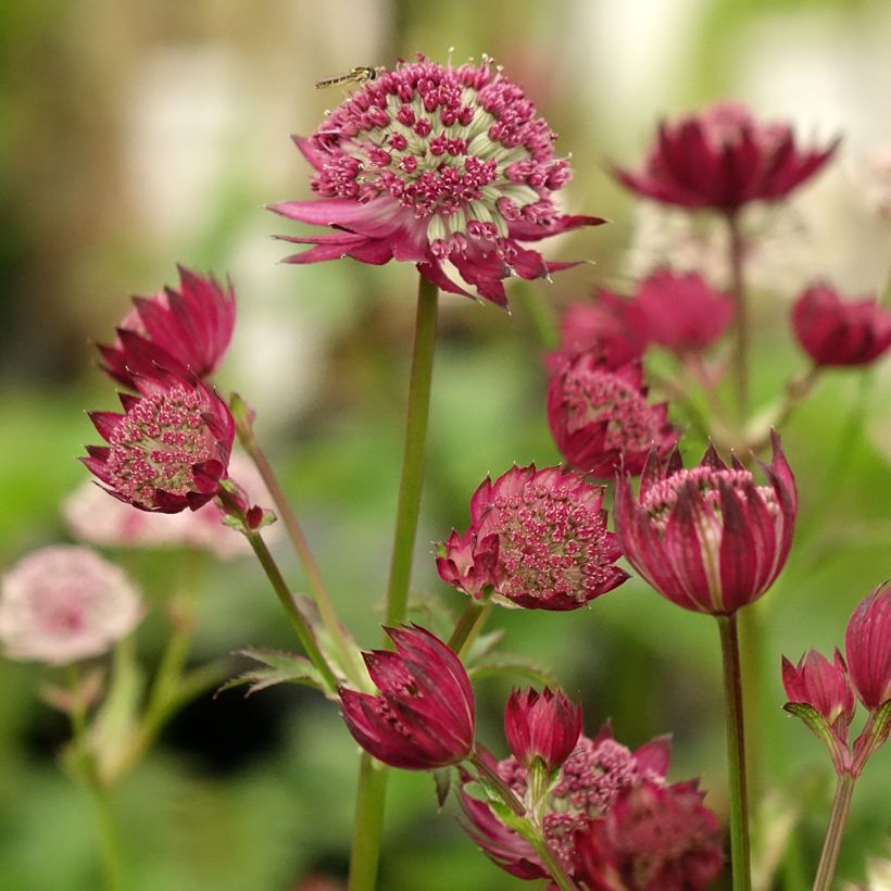 Astrantia major Rubra (Fioritura)