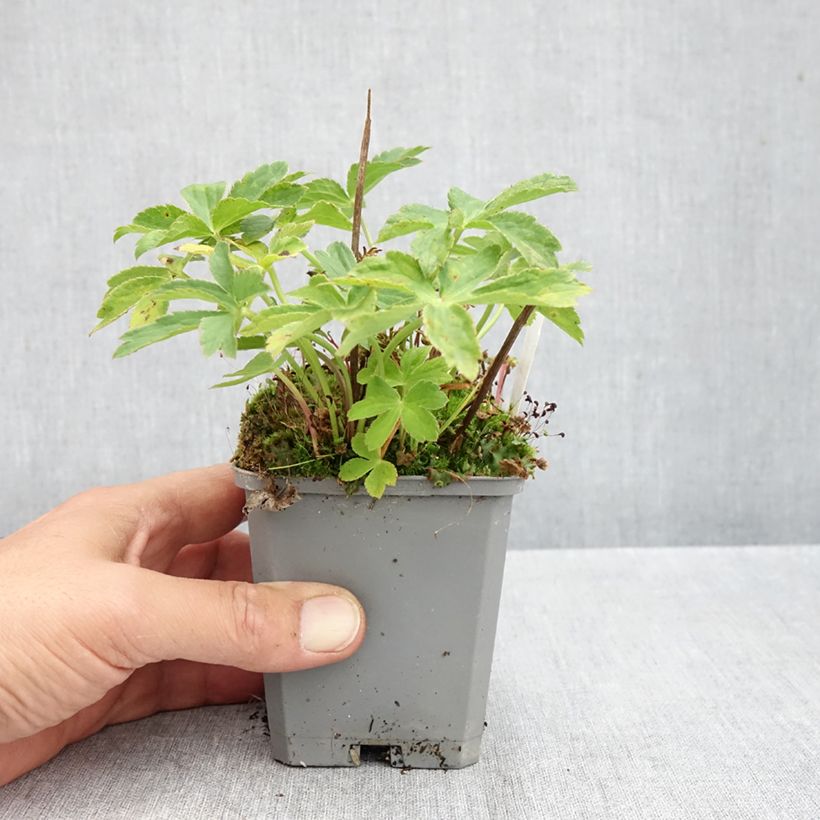 Esemplare di Astrantia major Ruby Cloud Vasetto da 8/9 cm come consegnato in autunno