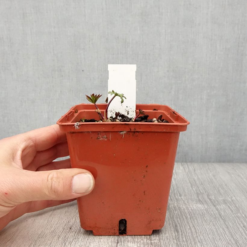 Astrantia major Ruby Wedding Vaso da 1L/1,5L esemplare consegnato in primavera