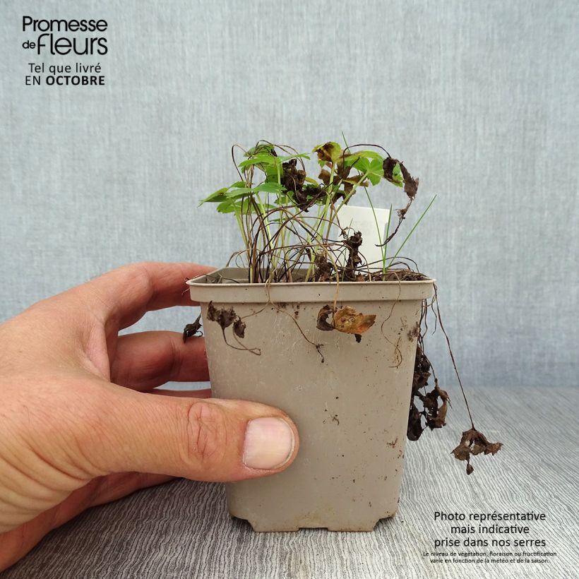 Esemplare di Astrantia major Super Star Vasetto da 8/9 cm come consegnato in autunno