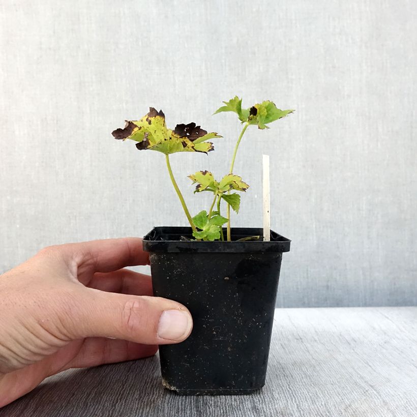 Esemplare di Astrantia major Star of Love Vasetto da 8/9 cm come consegnato in autunno