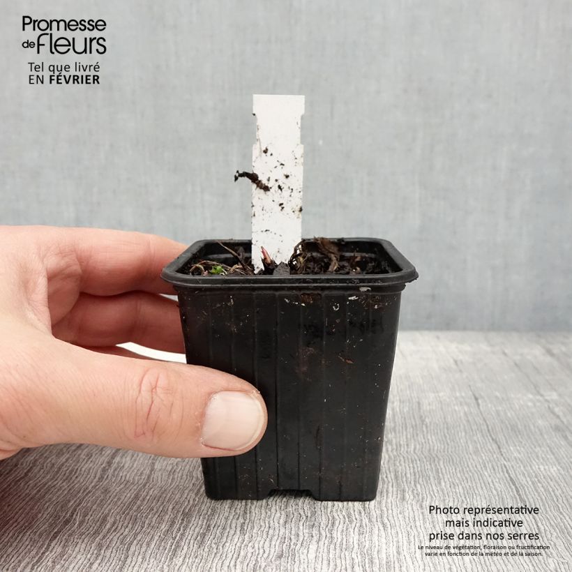 Astrantia major Star of Love Vasetto da 8/9 cm esemplare consegnato in inverno