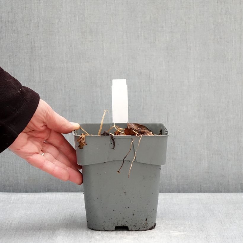 Astrantia major Star of Love Vaso da 2L/3L esemplare consegnato in inverno