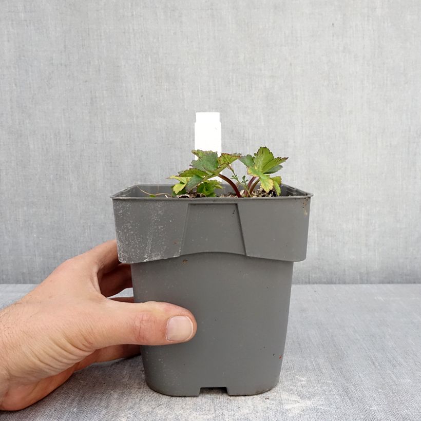 Astrantia major Star of Love Vaso da 2L/3L esemplare consegnato in primavera