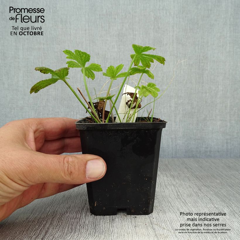 Esemplare di Astrantia major Venice Vasetto da 8/9 cm come consegnato in autunno