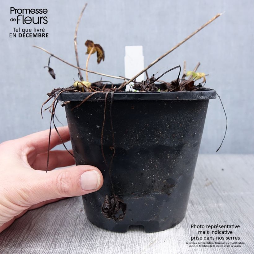 Astrantia major Venice Vaso da 1,5L/2L esemplare consegnato in inverno
