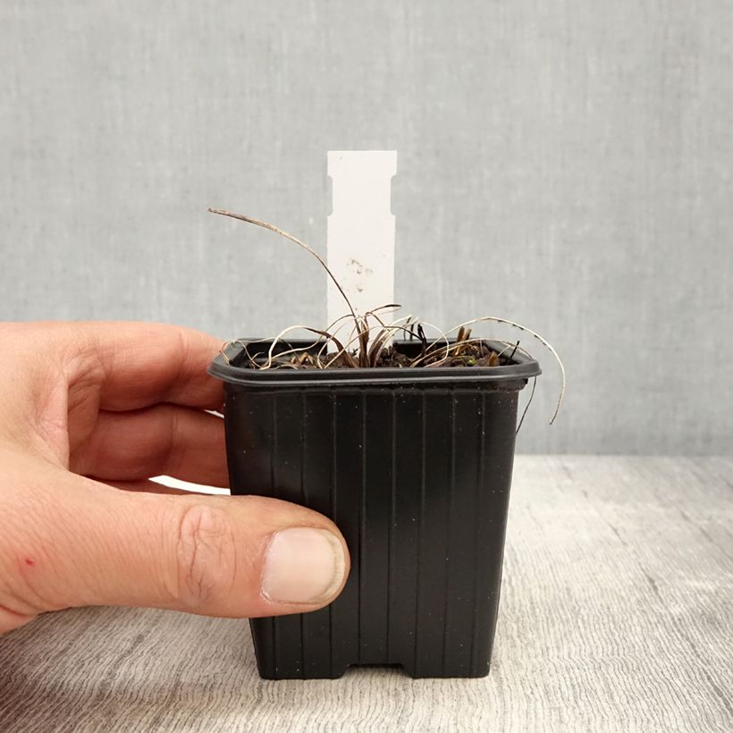 Astrantia major Cerise Button Vasetto da 8/9 cm esemplare consegnato in primavera