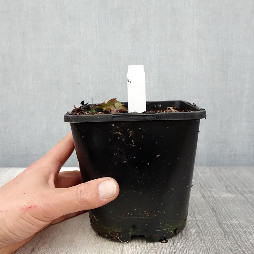 Astrantia major Cerise Button Vaso da 2L/3L esemplare consegnato in primavera