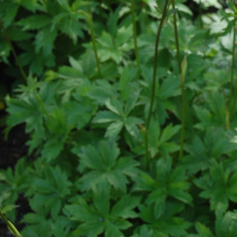 Astrantia major Claret (Fogliame)