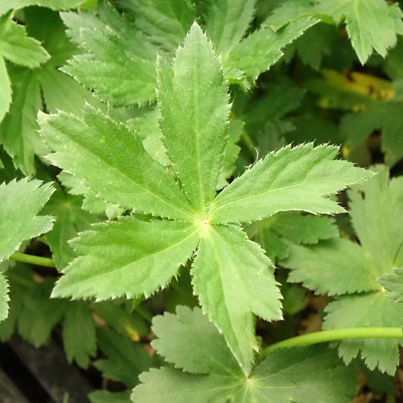 Astrantia major (Fogliame)
