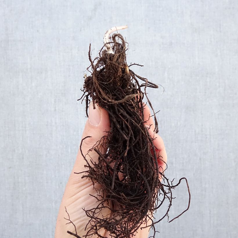 Astrantia major Piante piccole a radice nuda esemplare consegnato in inverno