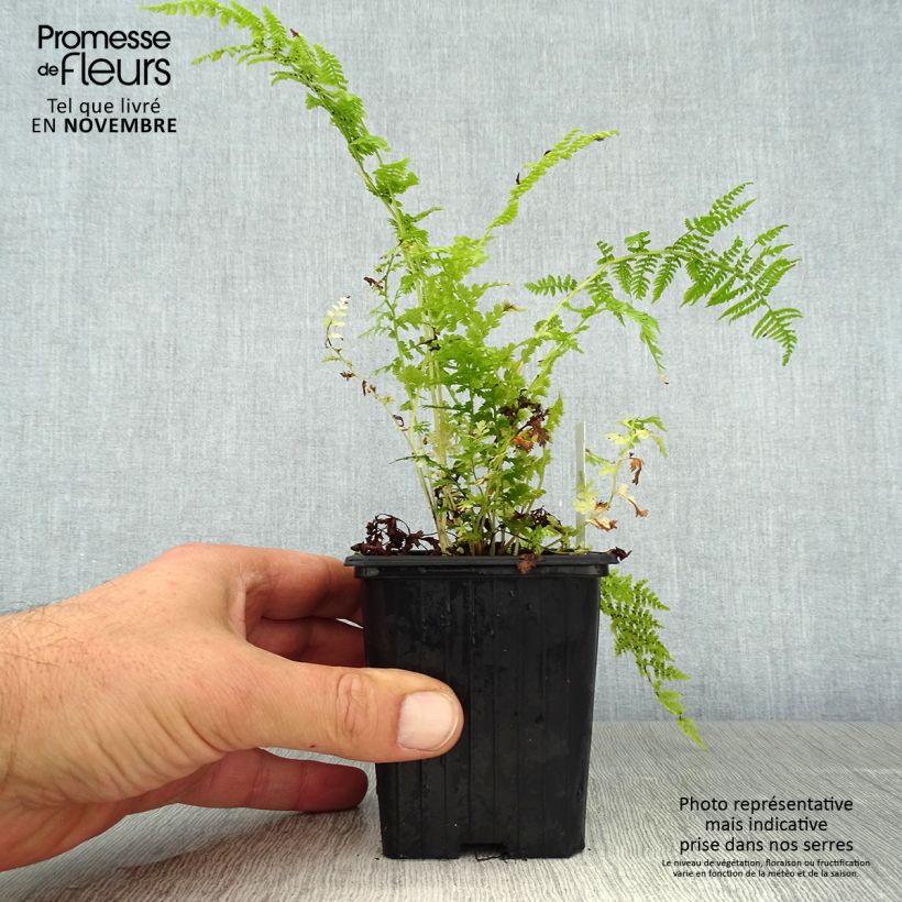 Esemplare di Athyrium filix-femina - Felce femmina Vasetto da 8/9 cm come consegnato in autunno