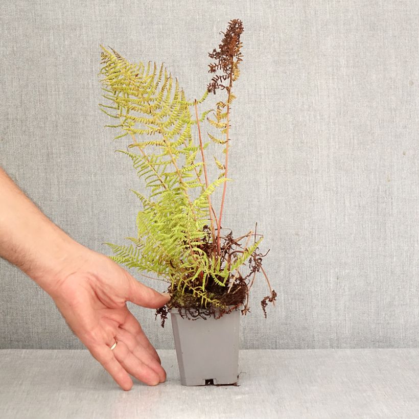 Esemplare di Athyrium filix-femina var. angustum forma rubellum Lady in Red - Felce femmina Vasetto da 8/9 cm come consegnato in autunno