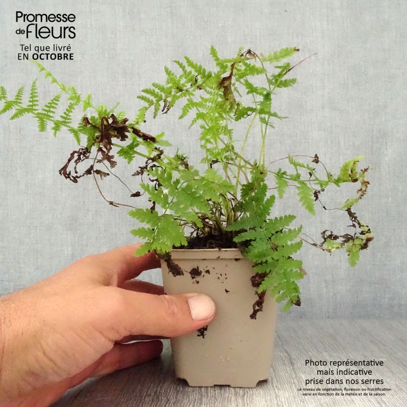 Esemplare di Athyrium filix-femina Rotstiel - Felce femmina Vasetto da 8/9 cm come consegnato in autunno