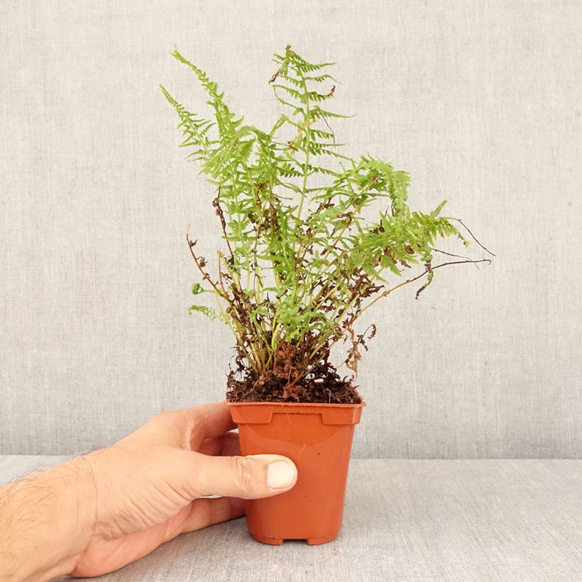 Esemplare di Athyrium filix-femina Victoriae - Felce femmina Vasetto da 8/9 cm come consegnato in autunno