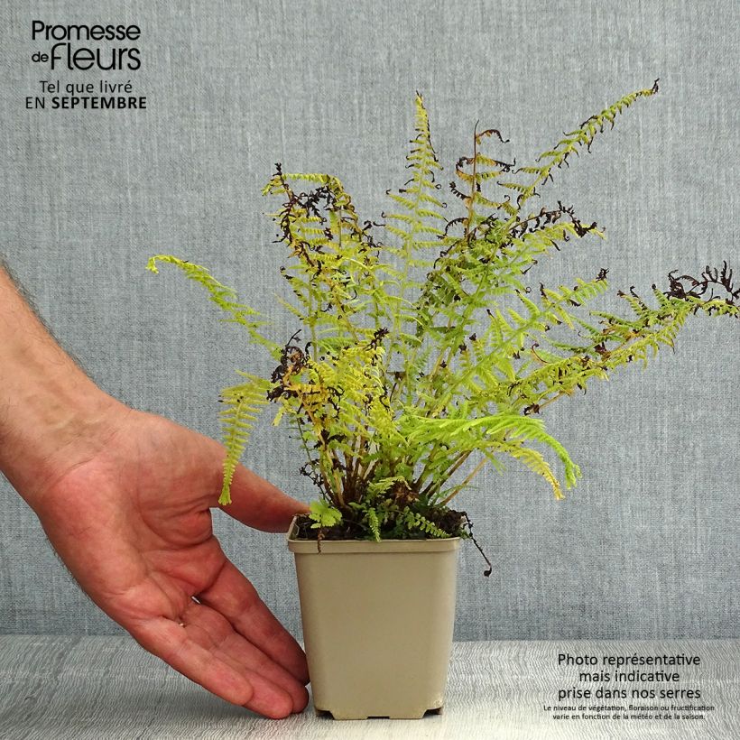Esemplare di Athyrium filix-femina Victoriae - Felce femmina Vasetto da 8/9 cm consegnato in estate