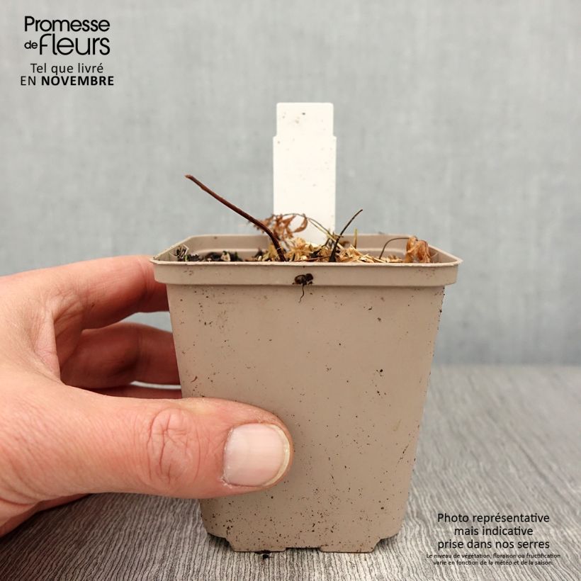 Esemplare di Athyrium niponicum Crested Surf - Felce Vasetto da 8/9 cm come consegnato in autunno