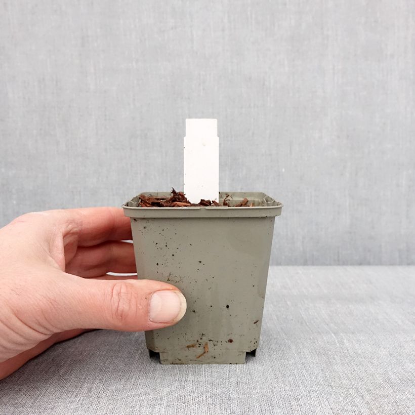 Athyrium niponicum Crested Surf - Felce Vasetto da 8/9 cm esemplare consegnato in inverno