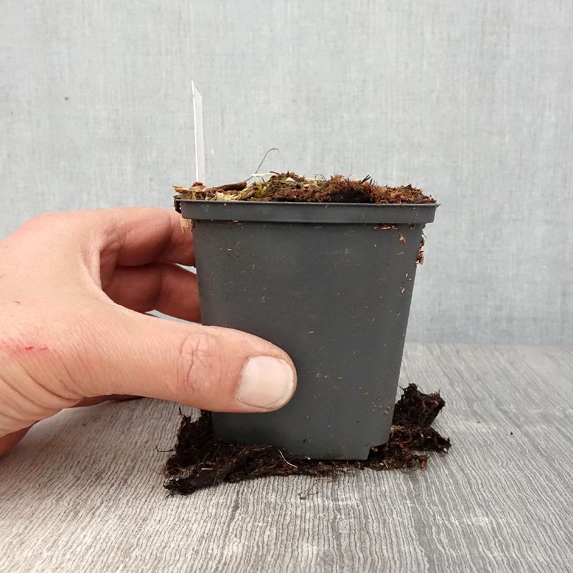 Athyrium niponicum Crested Surf - Felce Vasetto da 8/9 cm esemplare consegnato in primavera