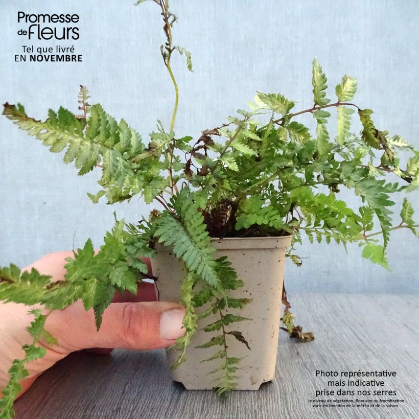 Esemplare di Athyrium niponicum Pewter Lace - Felce Vasetto da 8/9 cm come consegnato in autunno