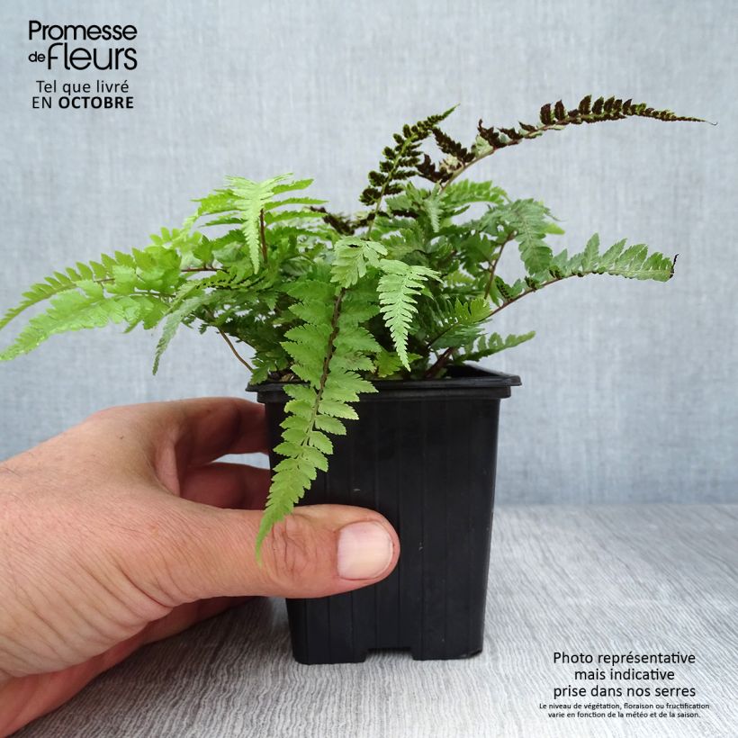 Esemplare di Athyrium niponicum var. pictum - Felce Vasetto da 8/9 cm come consegnato in autunno