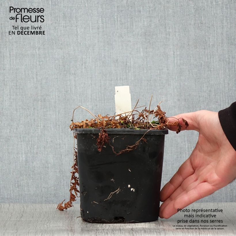 Esemplare di Athyrium niponicum var. pictum - Felce Vaso da 2L/3L come consegnato in autunno