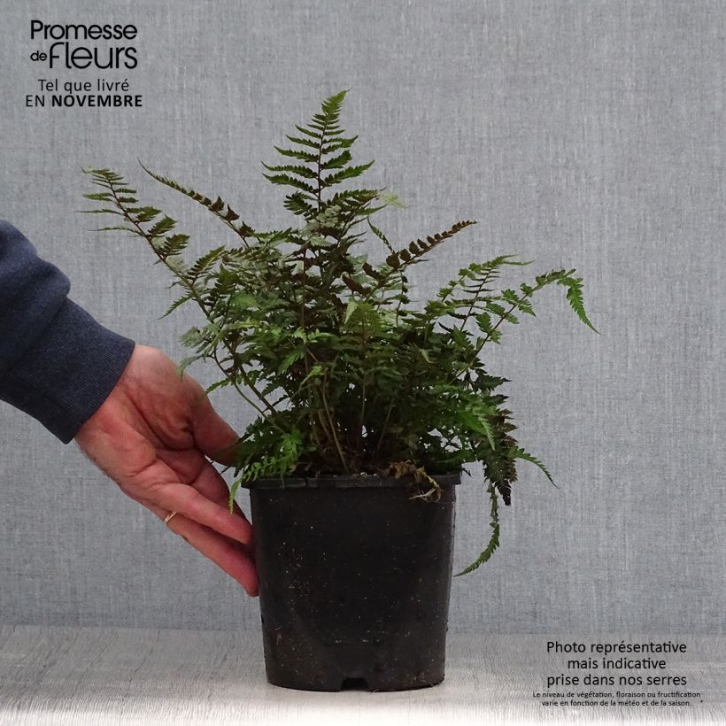 Esemplare di Athyrium niponicum var. pictum Metallicum - Felce Vaso da 2L/3L come consegnato in autunno