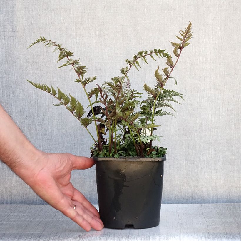 Esemplare di Athyrium niponicum var. pictum Metallicum - Felce Vaso da 2L/3L consegnato in estate