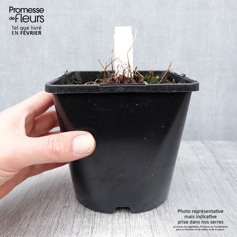 Athyrium niponicum var. pictum Metallicum - Felce Vaso da 2L/3L esemplare consegnato in inverno